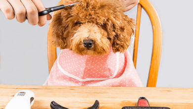 Dog Grooming Accessories