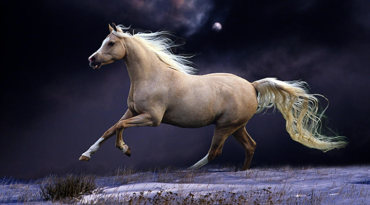 Beautiful:85g77keoj9m= Horse Wallpaper