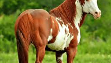 Beautiful:2ttaqzxbyro= Paint Horse