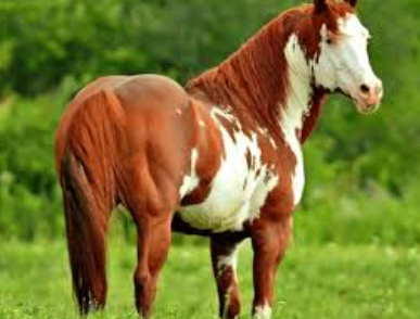 Beautiful:2ttaqzxbyro= Paint Horse