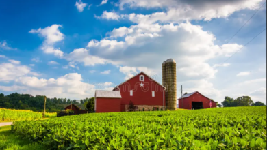 Beautiful:2tvjfgw363w= Farms