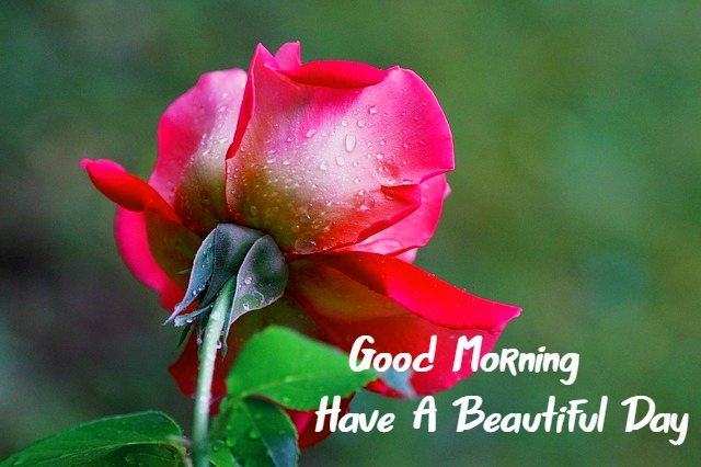 Beautiful:0f80uo0phyw= Rose:Ysuxrvcamsw= Good Morning Images