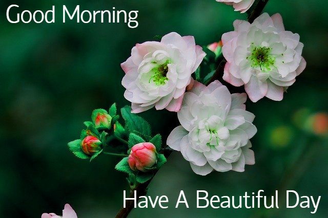 Beautiful:0f80uo0phyw= Rose:Ysuxrvcamsw= Good Morning Images