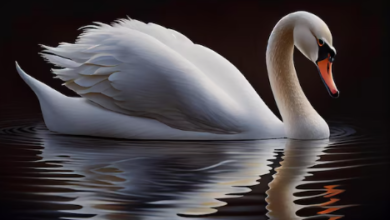 Beautiful:-63ddlotw8u= Swan