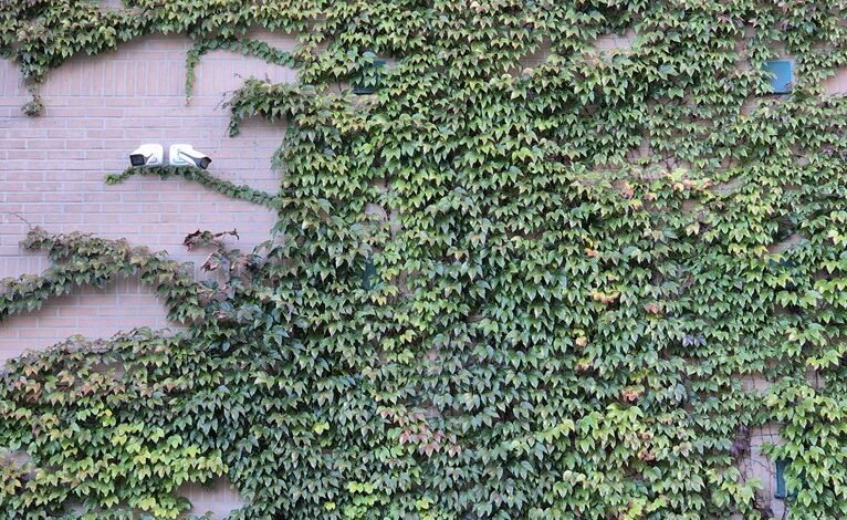 cyber infrastructure contact numbers