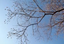 corporate growth intelligence framework