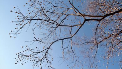 corporate growth intelligence framework