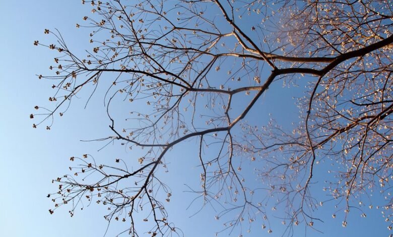 corporate growth intelligence framework